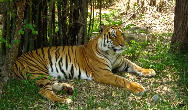 Bannerghatta Nature Camp and Biological Park near Nambiar Beverly Park
